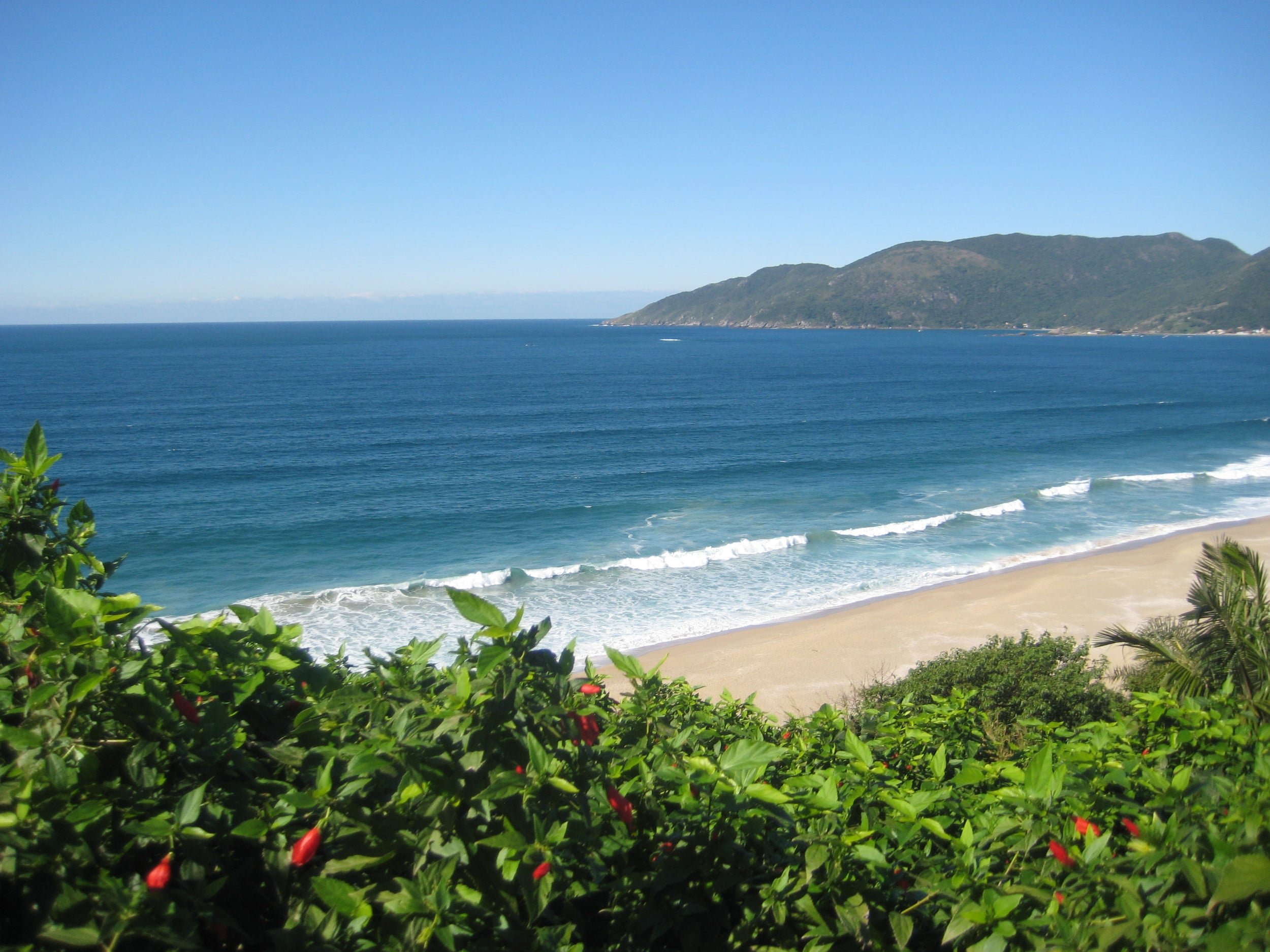  I love clean beaches, don't you? Let's keep them beautiful and take care of the wildlife.&nbsp;Florianopolis, Brasil 
