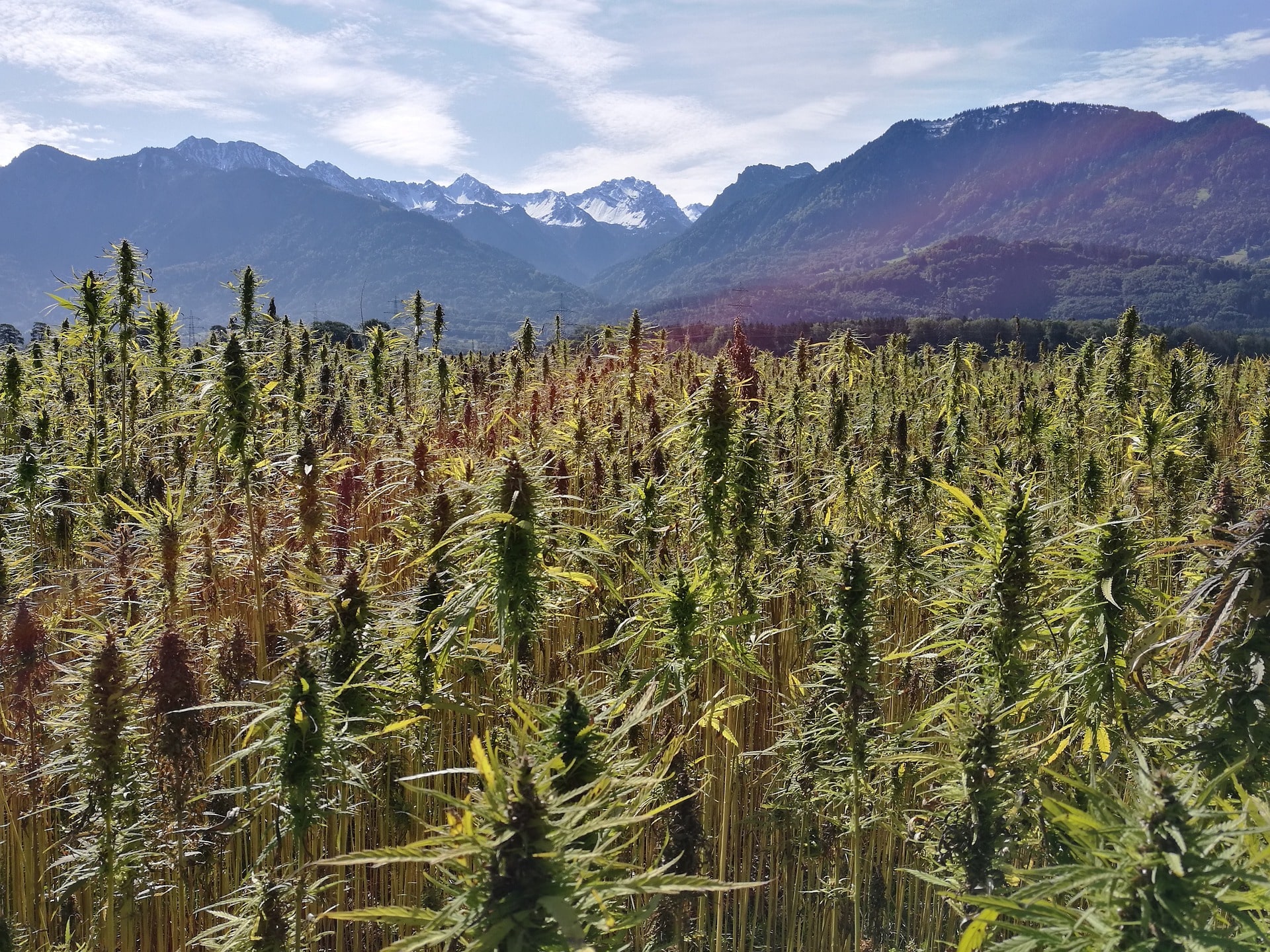 Everything You Need to about CBD Oil